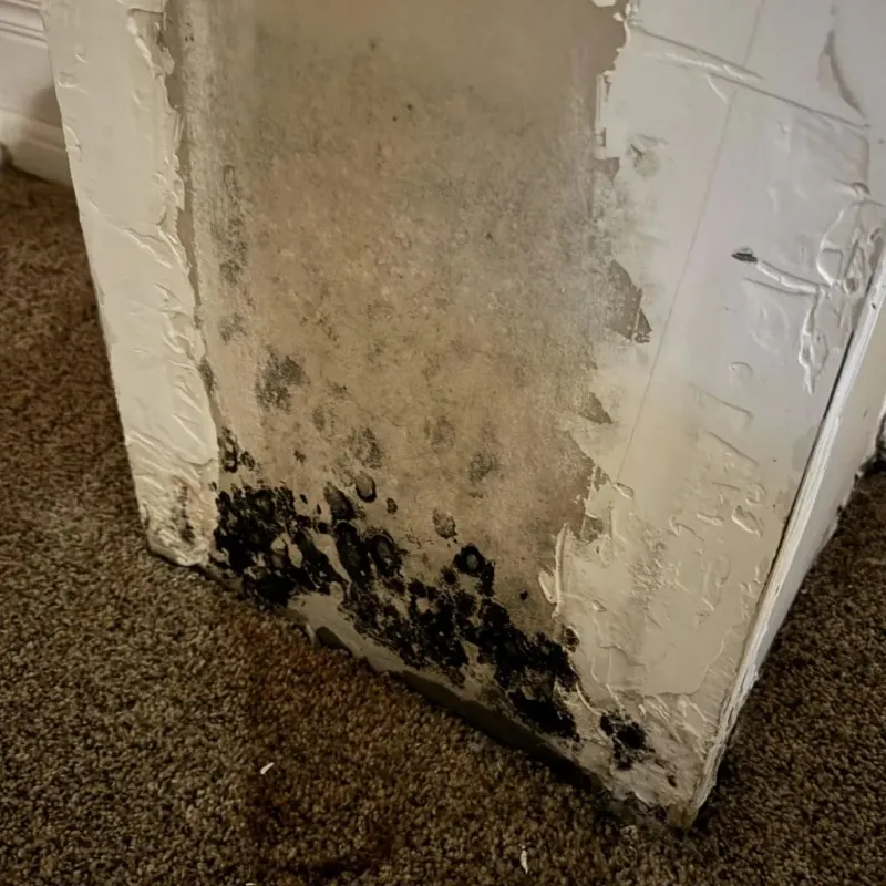 Professional Mold Removal in Lafayette Parish, LA